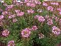 Spirit Violetta Cleome / Cleome hassleriana 